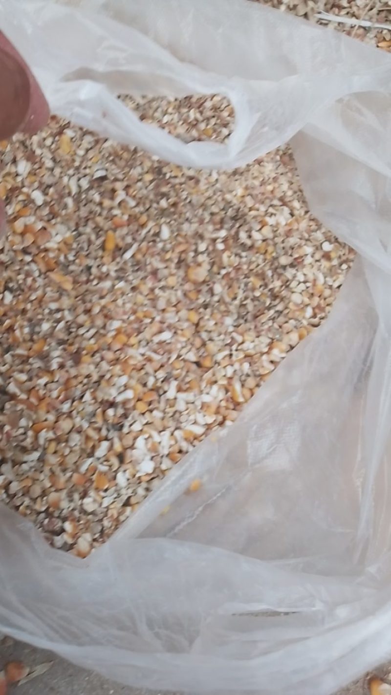 碎玉米净粮