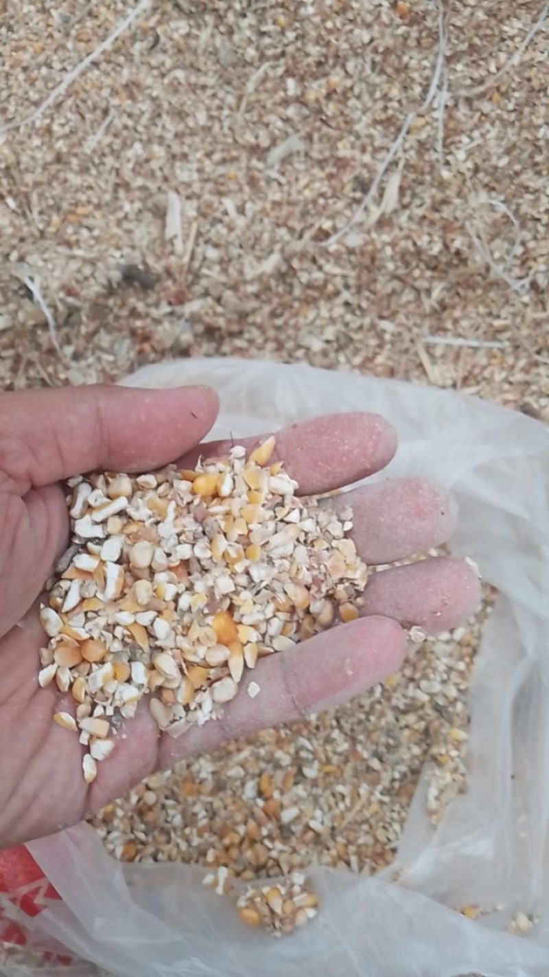 碎玉米净粮