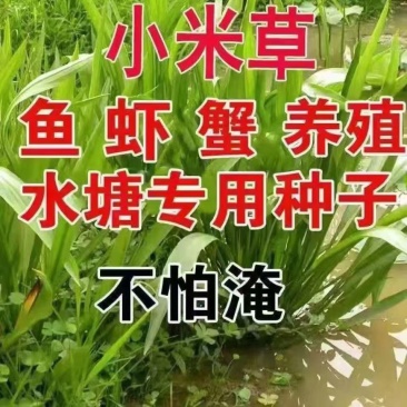 小米草种子草种籽养牛专用草种高产当季新种喂鸡鸭养鱼专用草