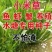 小米草种子草种籽养牛专用草种高产当季新种喂鸡鸭养鱼专用草