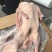 大鹅黄河散养大鹅