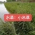 小米草种子草种籽养牛专用草种高产当季新种喂鸡鸭养鱼专用草