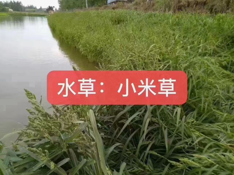 小米草种子草种籽养牛专用草种高产当季新种喂鸡鸭养鱼专用草