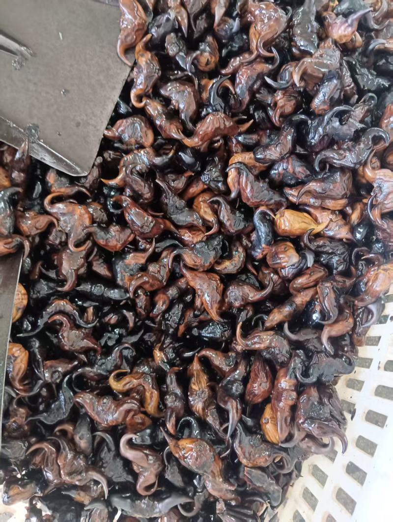 高产早熟红菱角种子和牛角菱种子有货需要的话联系我。