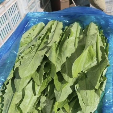 精品油麦，色泽好，叶宽，产地直供，货源充足，全国供应