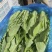 精品油麦，色泽好，叶宽，产地直供，货源充足，全国供应
