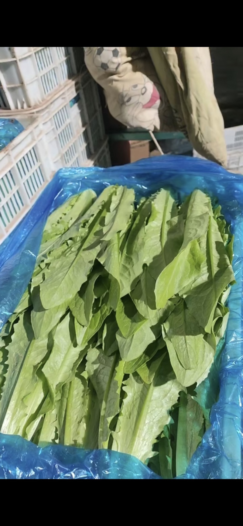 精品油麦，色泽好，叶宽，产地直供，货源充足，全国供应