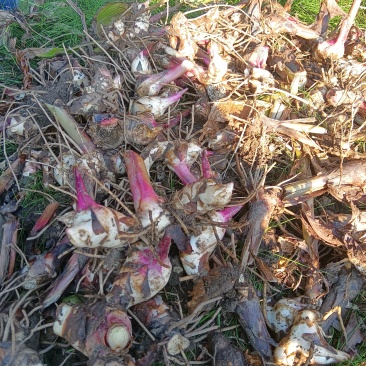 芭蕉芋大量有货基地直供品质优可视频看货欢迎咨询来电