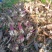 芭蕉芋大量有货基地直供品质优可视频看货欢迎咨询来电