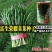 富生荣耀韭菜种子500g杂交大宽叶韭菜白根耐寒