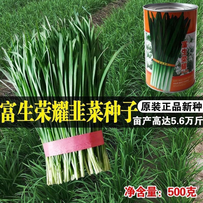 富生荣耀韭菜种子500g杂交大宽叶韭菜白根耐寒