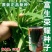 富生荣耀韭菜种子500g杂交大宽叶韭菜白根耐寒