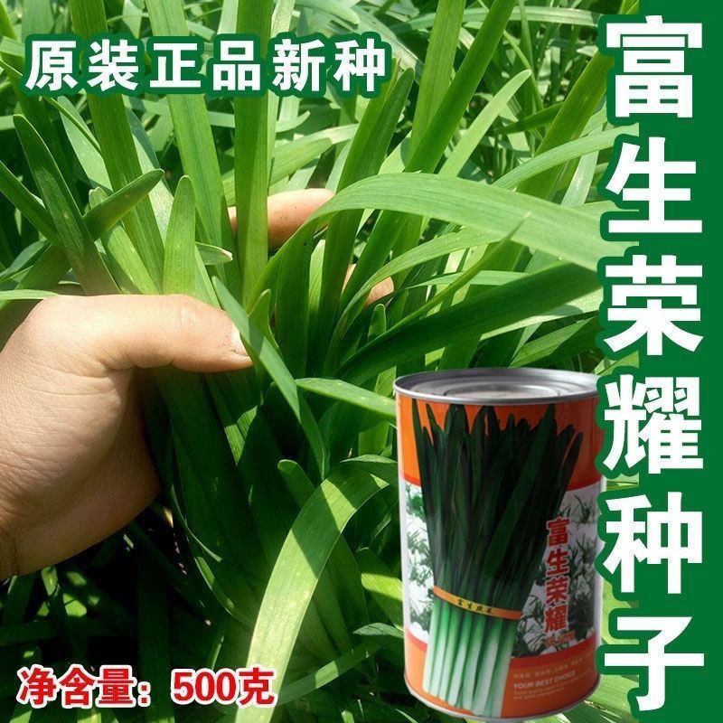 富生荣耀韭菜种子500g杂交大宽叶韭菜白根耐寒