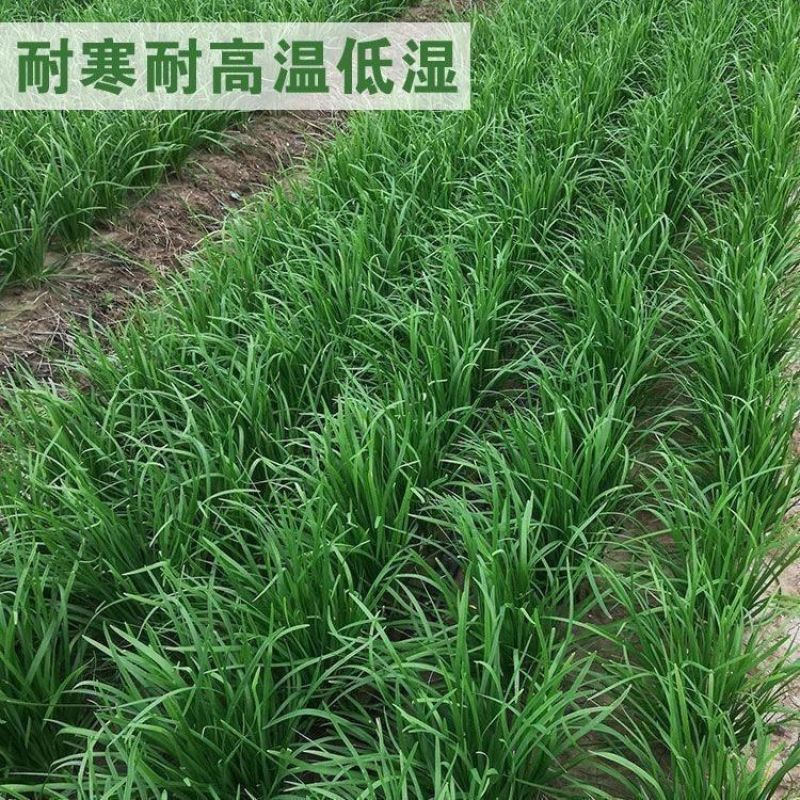 富生荣耀韭菜种子500g杂交大宽叶韭菜白根耐寒