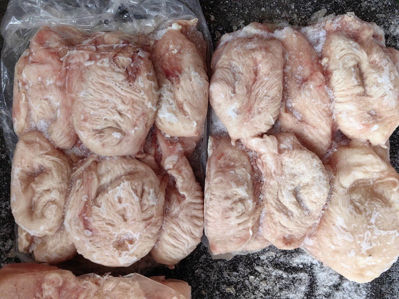 母猪小肚