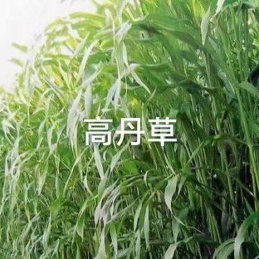 高丹草种子高丹王牧草种子杂交牧草种子喂猪牛羊鸡鸭鹅鱼草籽