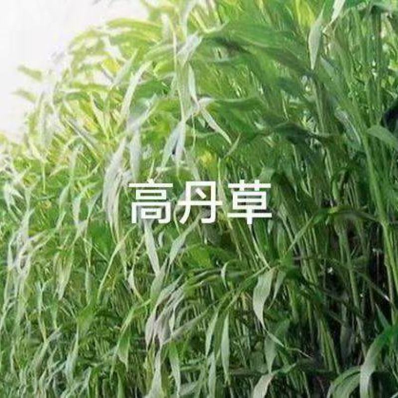 高丹草种子高丹王牧草种子杂交牧草种子喂猪牛羊鸡鸭鹅鱼草籽