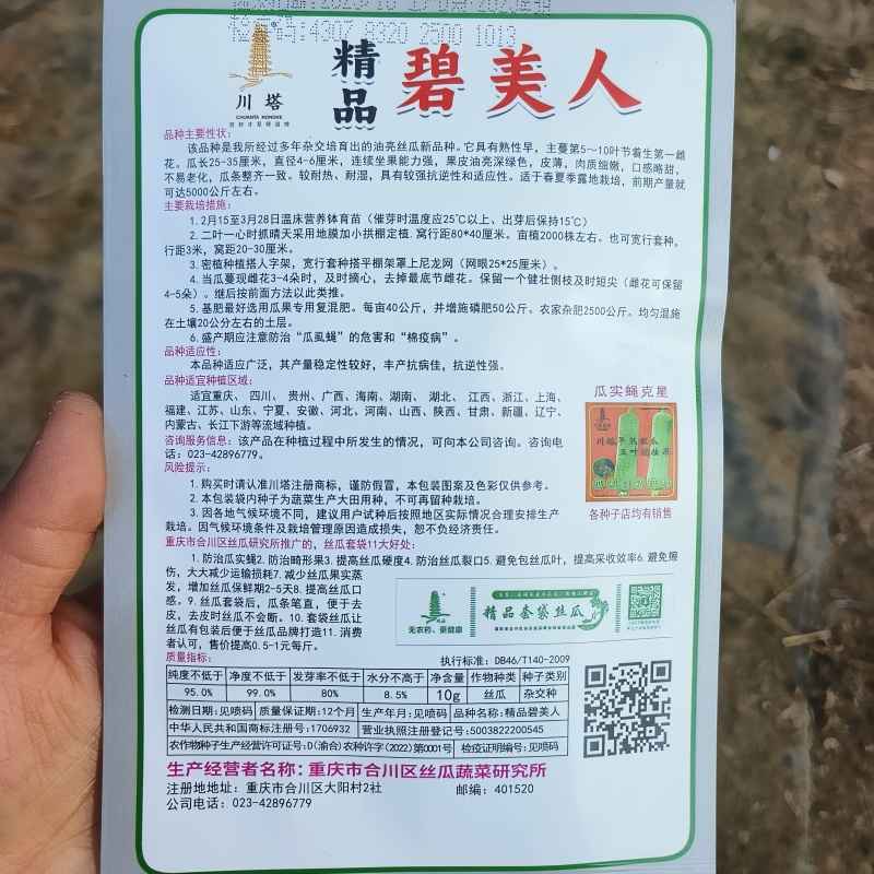精品碧美人丝瓜种子多年杂交培育油亮丝瓜新品连续坐果力强