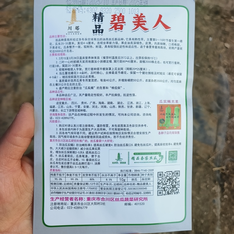 精品碧美人丝瓜种子多年杂交培育油亮丝瓜新品连续坐果力强