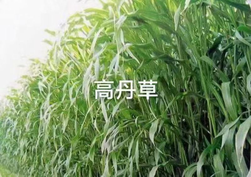 高丹草种子高丹王牧草种子杂交牧草种子喂猪牛羊鸡鸭鹅鱼草籽