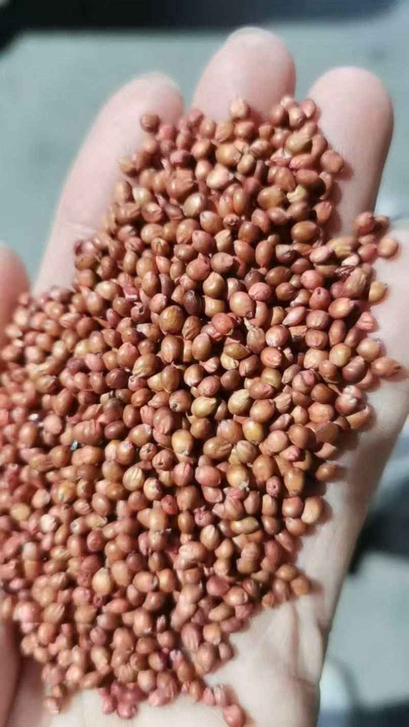 高丹草种子高丹王牧草种子杂交牧草种子喂猪牛羊鸡鸭鹅鱼草籽