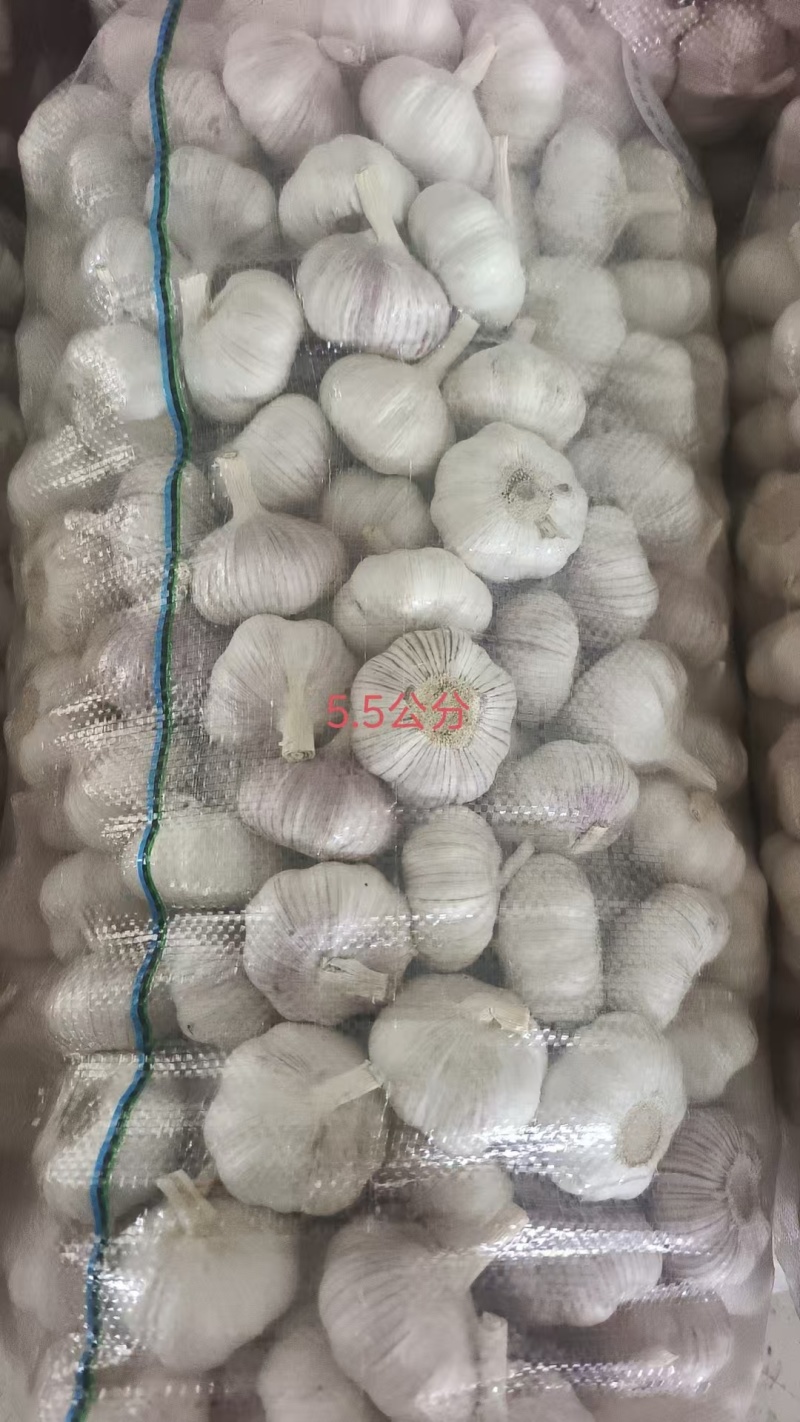 邳州精品大蒜产地直发