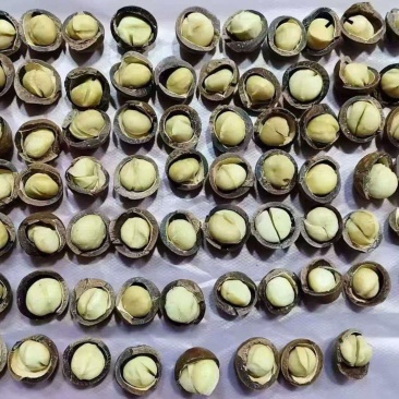 夏威夷果