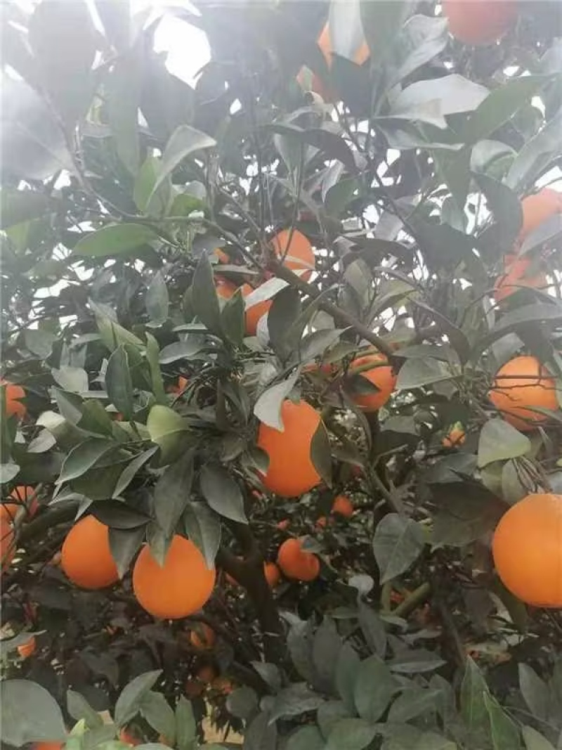 湖北精品纽荷尔脐橙产地直发货源充足保质保量欢迎随时联系