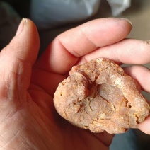 自然风干鸡宝一枚53克品相好色泽黄