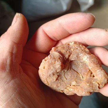 自然风干鸡宝一枚53克品相好色泽黄