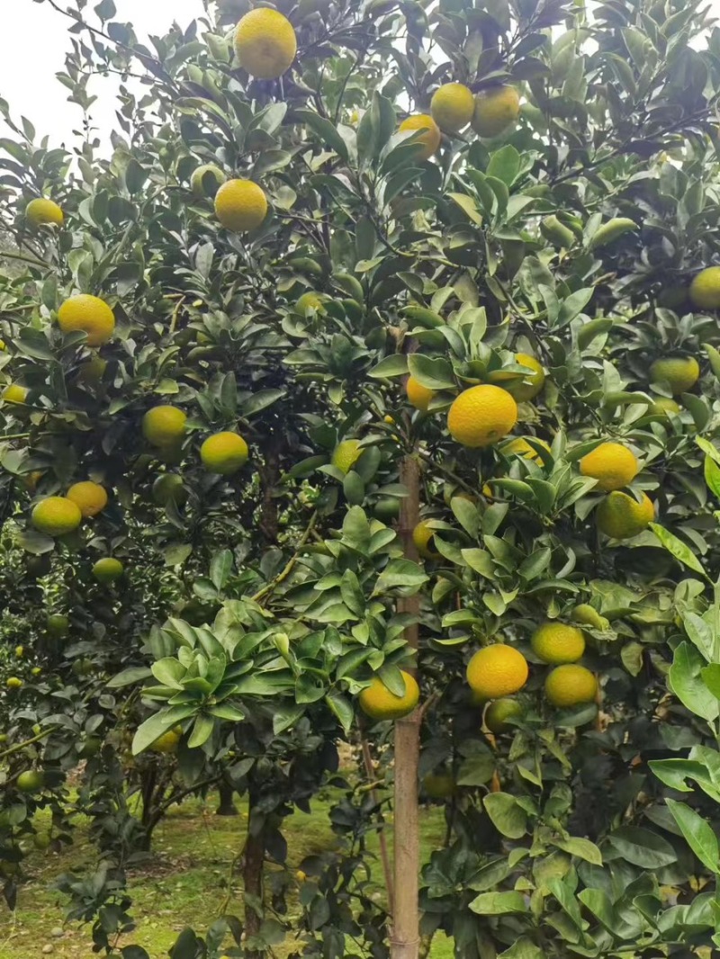 建阳橘柚现货都在福州