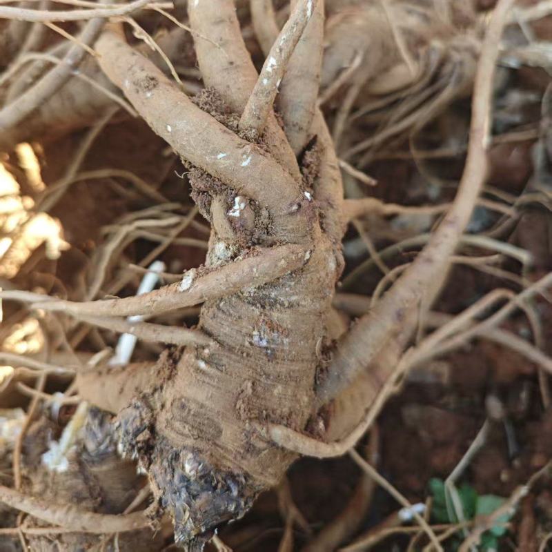 当归，量大价优，保质保量，欢迎各位老板咨询