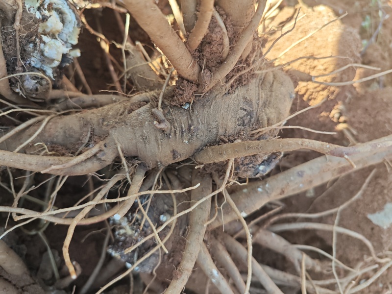 当归，量大价优，保质保量，欢迎各位老板咨询