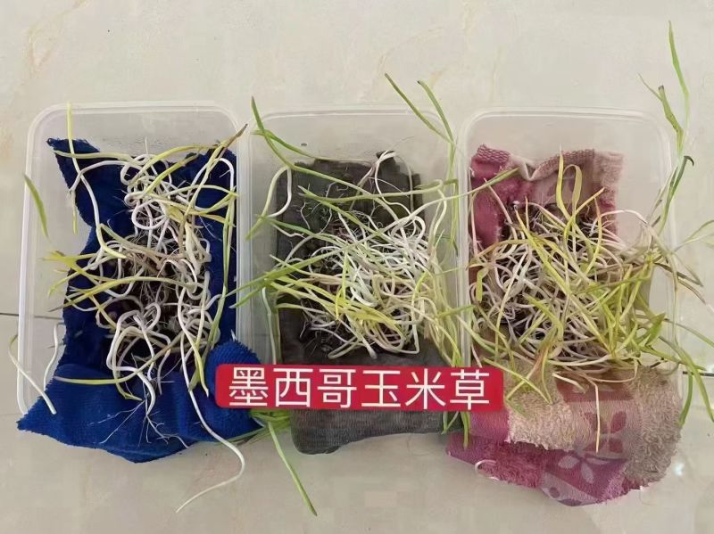 墨西哥玉米草种子高产型牧草种籽饲养牛羊猪