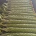 密刺黄瓜精品油量密刺黄瓜山东产区直发保质保量供货
