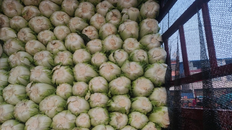 产地直发大白菜