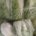 产地直发大白菜