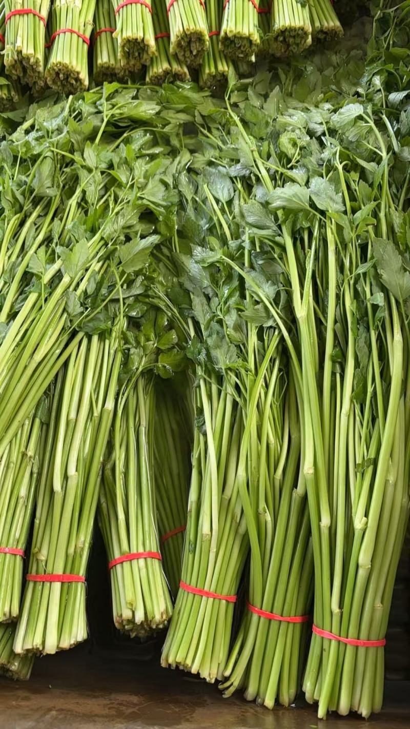 江西景德镇精品水芹菜，产地直销，量大从优