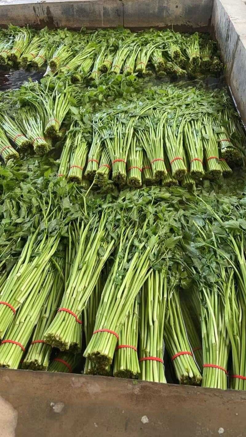 江西景德镇精品水芹菜，产地直销，量大从优