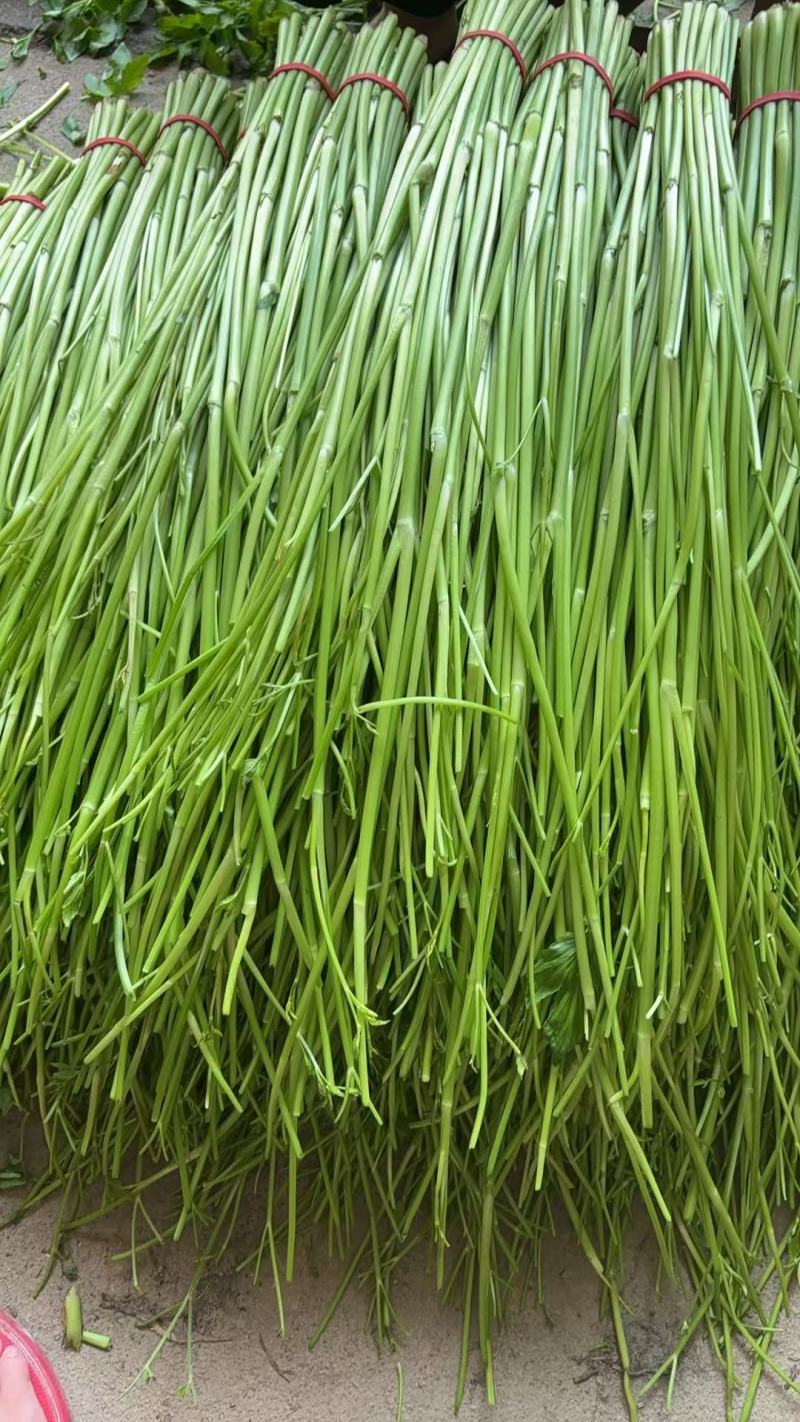 江西景德镇精品水芹菜，产地直销，量大从优