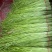 江西景德镇精品水芹菜，产地直销，量大从优