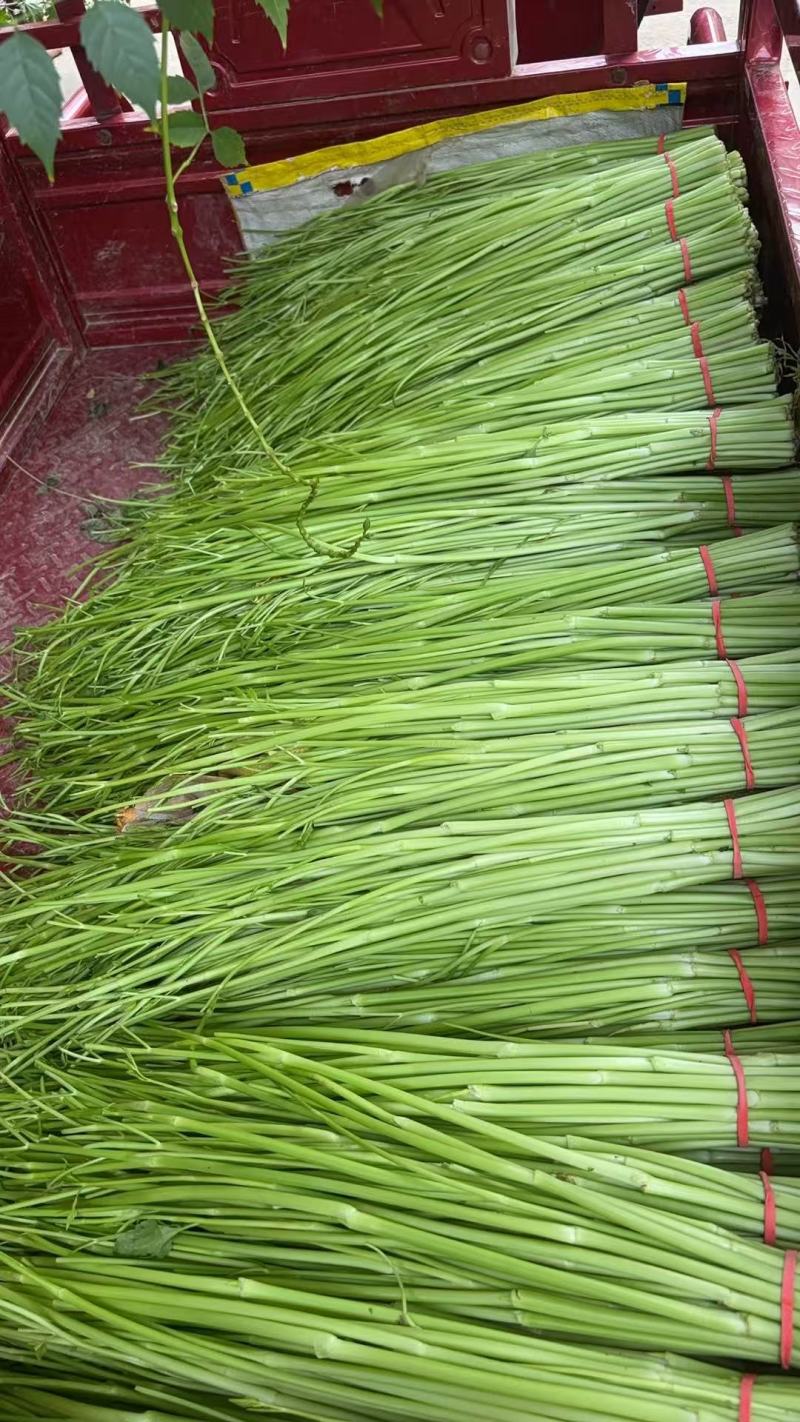 江西景德镇精品水芹菜，产地直销，量大从优