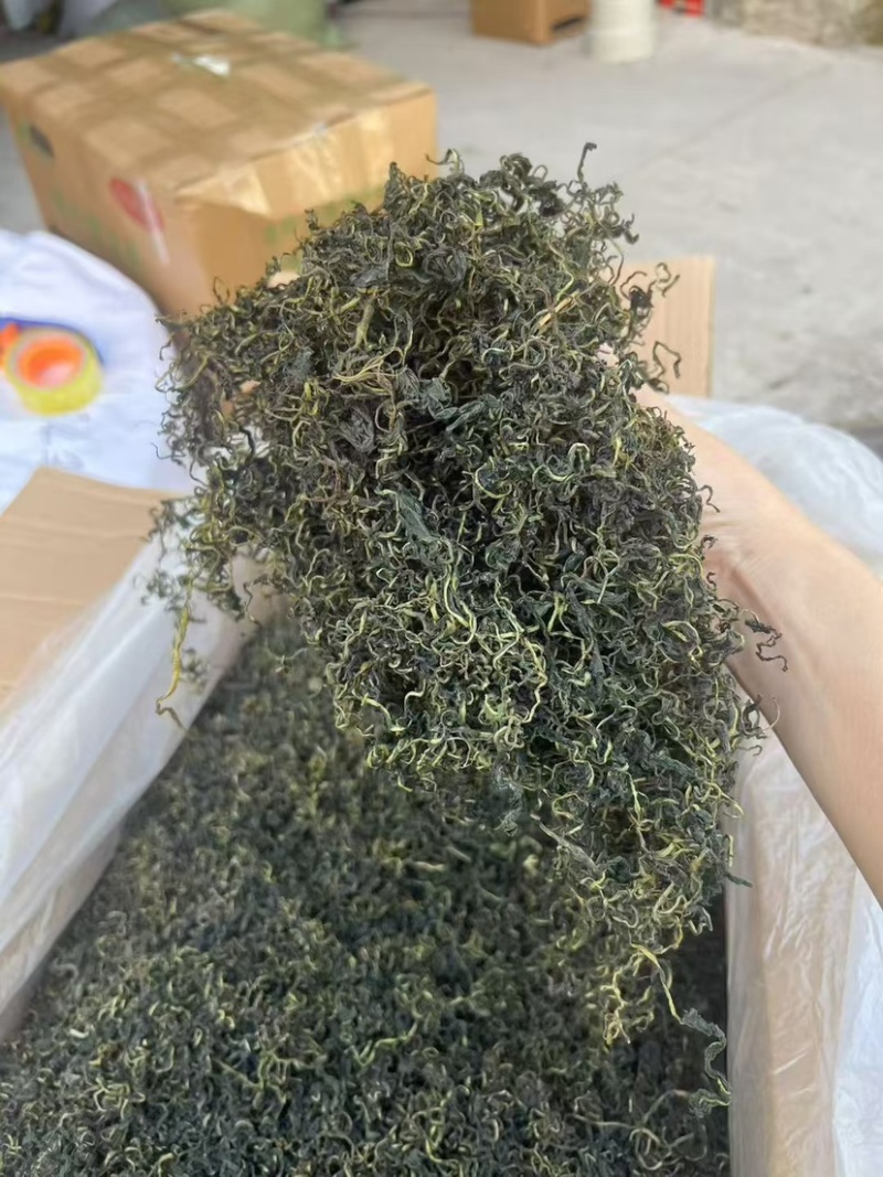 云南蒲公英茶颜色绿新货无碎泡茶新茶农产品大货批发