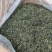 云南蒲公英茶颜色绿新货无碎泡茶新茶农产品大货批发