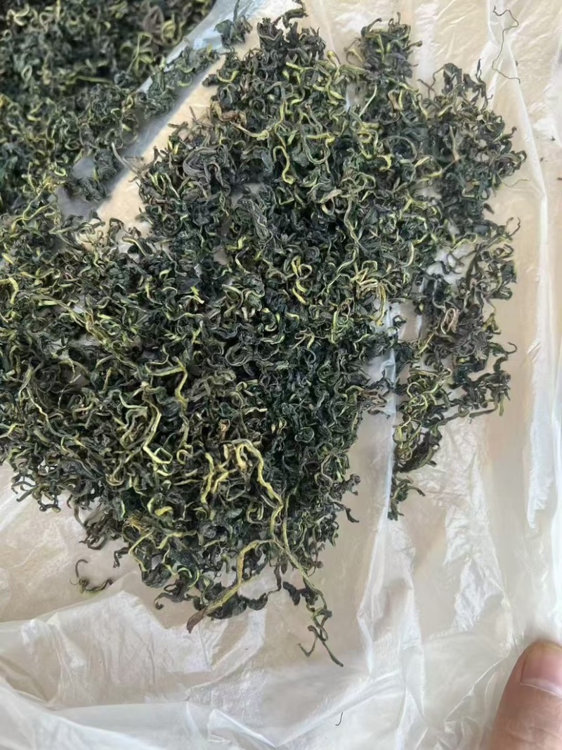 云南蒲公英茶颜色绿新货无碎泡茶新茶农产品大货批发