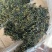 云南蒲公英茶颜色绿新货无碎泡茶新茶农产品大货批发