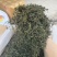 云南蒲公英茶颜色绿新货无碎泡茶新茶农产品大货批发