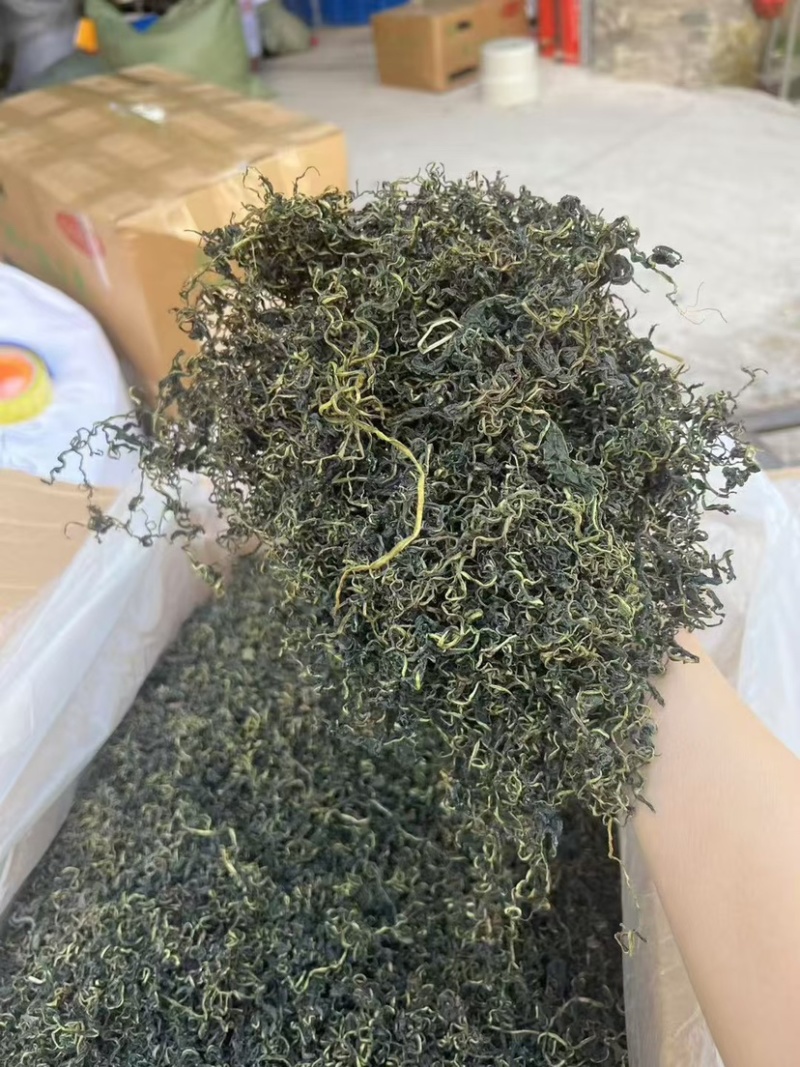 云南蒲公英茶颜色绿新货无碎泡茶新茶农产品大货批发