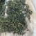 云南蒲公英茶颜色绿新货无碎泡茶新茶农产品大货批发