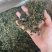 云南蒲公英茶颜色绿新货无碎泡茶新茶农产品大货批发